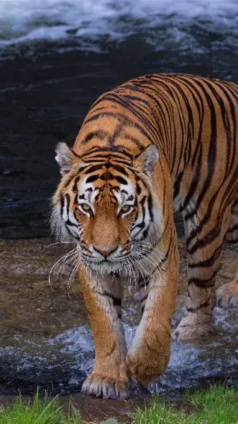  عکس ببر زخمی
