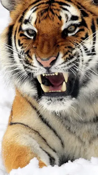  عکس ببر زخمی