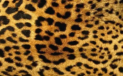  عکس پس زمینه پوست پلنگ با کیفیت بالا