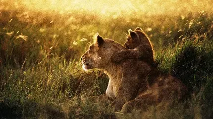  تصویر زمینه شیرهای واقعی برای لپ تاپ