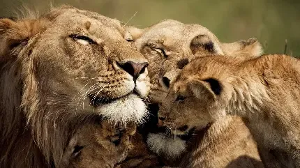  تصویر زمینه شیرهای واقعی برای لپ تاپ