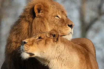  تصویر زمینه شیرهای واقعی برای لپ تاپ
