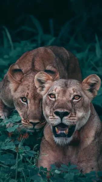  عکس شیر ماده زیبا