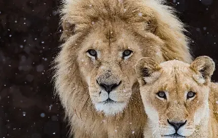  عکس شیر نر و ماده عاشقانه