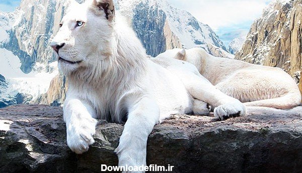  عکس شیر ماده سفید