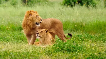  عکس شیر نر و ماده برای پروفایل
