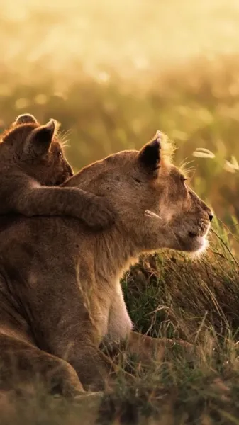 عکس شیر ماده برای پروفایل