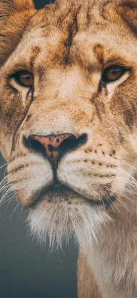عکس شیر ماده برای پروفایل
