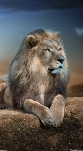 عکس شیر برای پروفایل