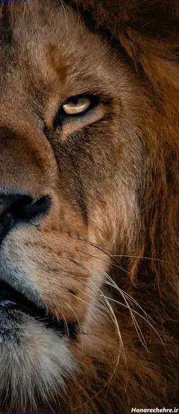 عکس شیر برای پروفایل