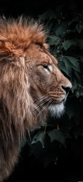 عکس شیر برای پروفایل