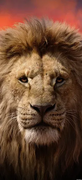 عکس شیر برای پروفایل