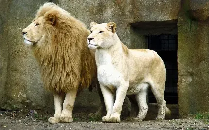 عکس خوشگل از چهره شیر نر و ماده برای کامپیوتر