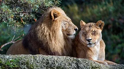 عکس خوشگل از چهره شیر نر و ماده برای کامپیوتر