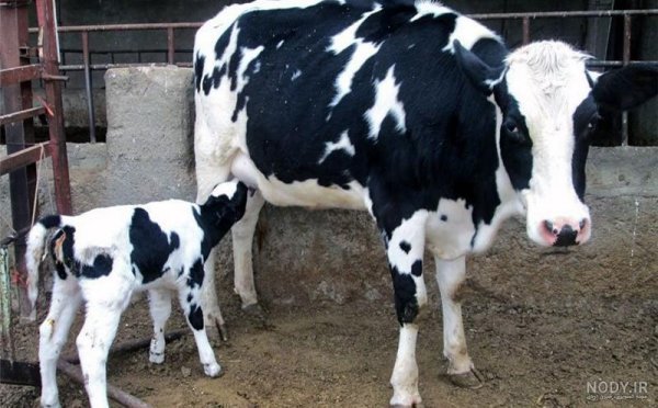 عکس گاو و گوساله