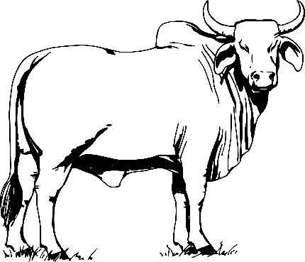 والپیپر گاوی