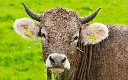 بک گراند گاو شاخ دار قهوه ای با کیفیت عالی