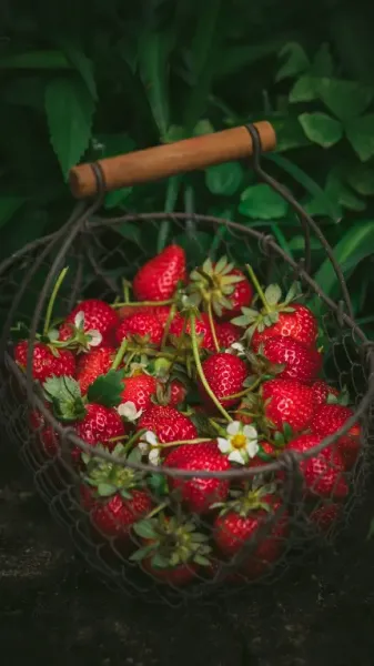  والپیپر توت فرنگی برای آیفون