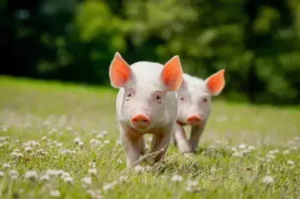  عکس خوک فانتزی