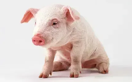  عکس خوک فانتزی