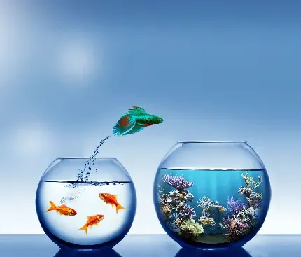  عکس ماهی فانتزی واقعی