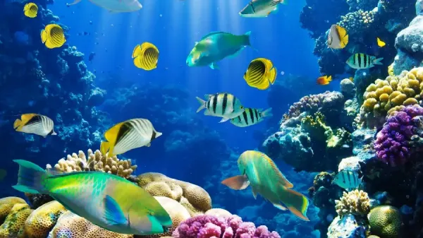  عکس ماهی در دریا