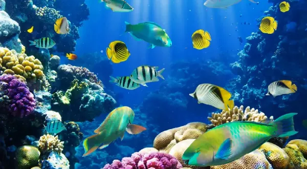  عکس ماهی در دریا