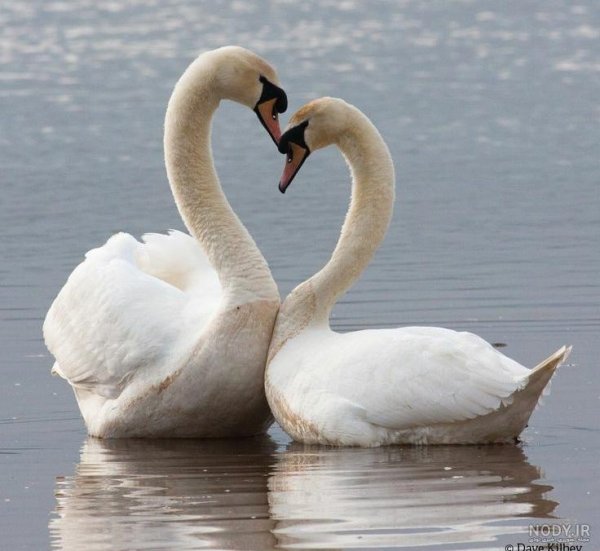  عکس قو عاشق