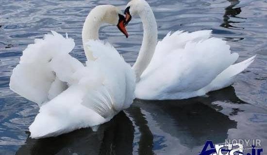  عکس قو عاشق