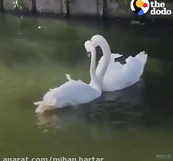  عکس قو عاشق