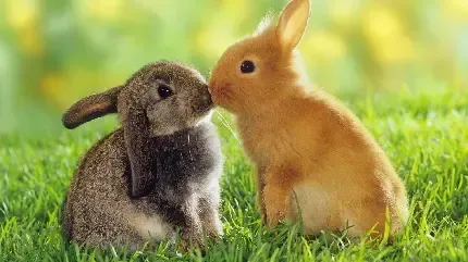  دانلود عکس خرگوش کارتونی برای لپ تاپ