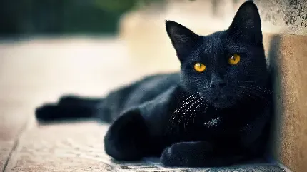  عکس گربه مشکی برای پروفایل شاد
