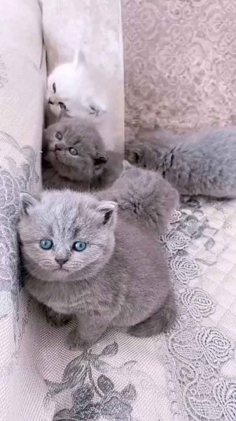  عکس گربه برای پروفایل کیوت