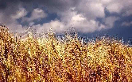  عکس پروفایل کشتزار سرسبز