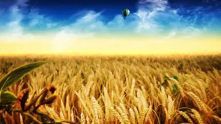  عکس مزرعه زیبا برای پروفایل