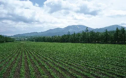  عکس مزرعه زیبا برای پروفایل