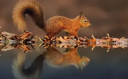  عکس سنجاب با دم پشمالو برای پروفایل