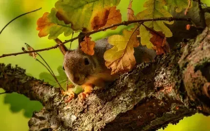  عکس سنجاب با دم پشمالو برای پروفایل