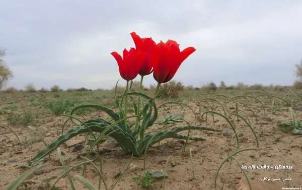  عکس پس زمینه گل های لاله خوشگل
