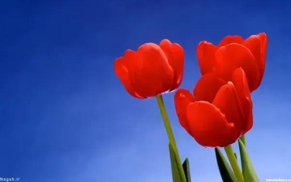  عکس گل لاله صورتی