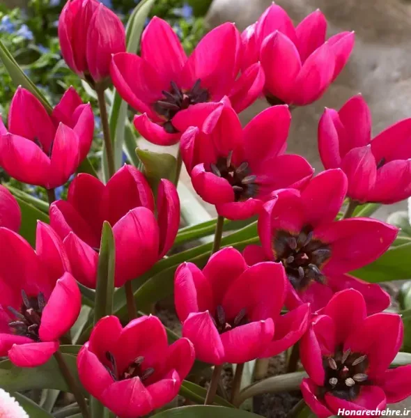  عکس گل لاله صورتی برای پروفایل