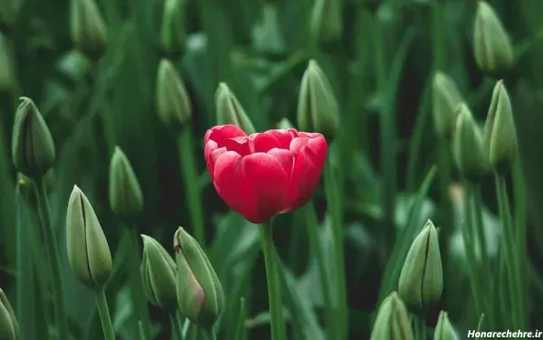  عکس گل لاله صورتی برای پروفایل