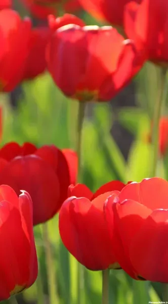  عکس گل لاله صورتی برای پروفایل