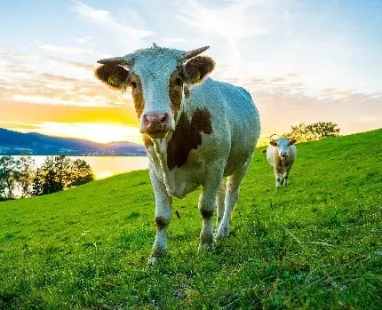  عکس گاو هلندی با کیفیت بالا