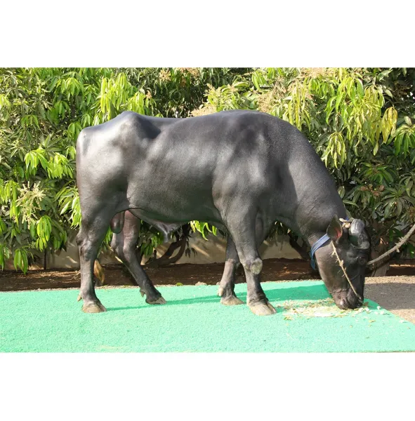 عکس گاومیش