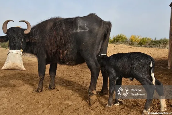  عکس گاومیش