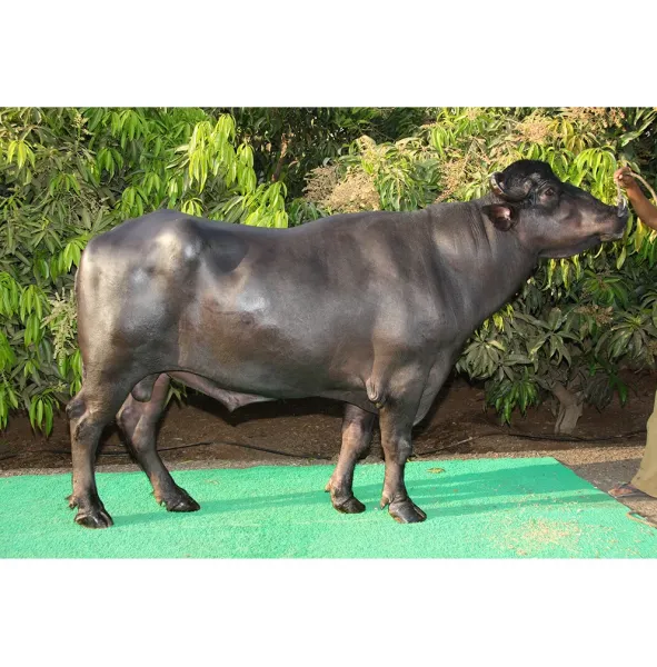  عکس گاومیش