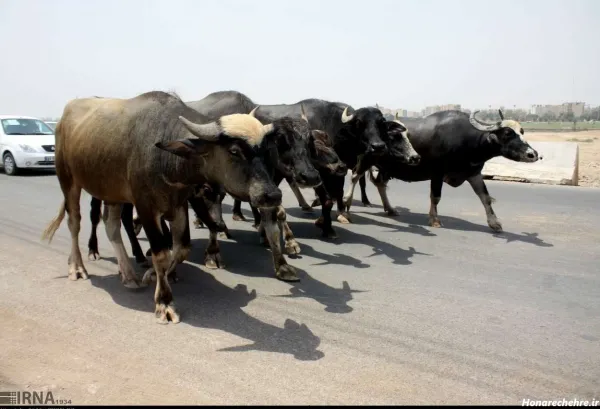  عکس گاومیش