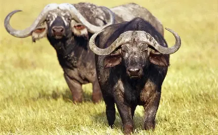  عکس بوفالو برای پروفایل
