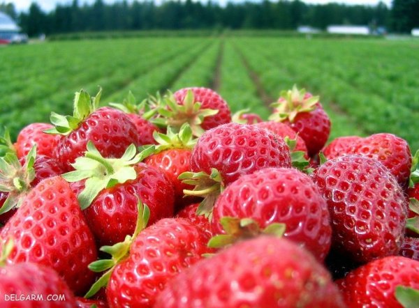  عکس پس زمینه توت فرنگی برای گوشی آیفون